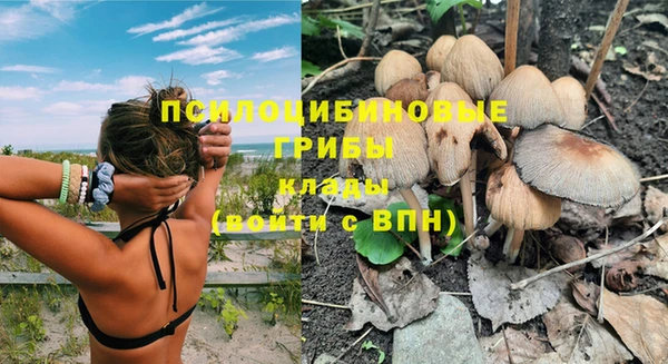 сатива Каменногорск